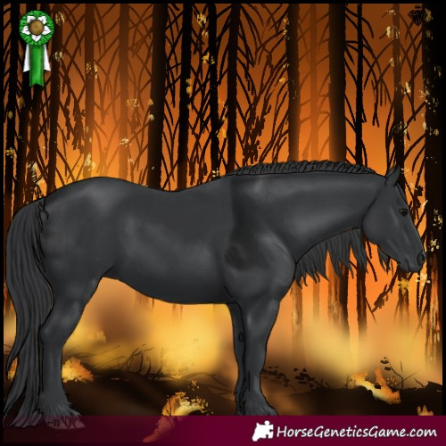 Horse Color:Black 