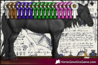 Horse Color:Black 