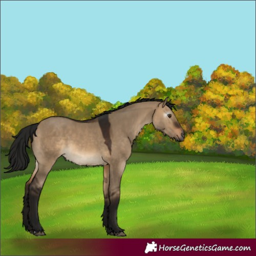 Horse Color:Gray Brown Dun 