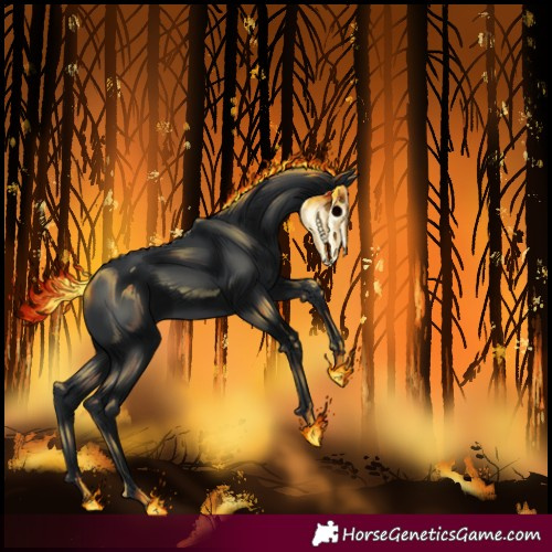Horse Color:Black 