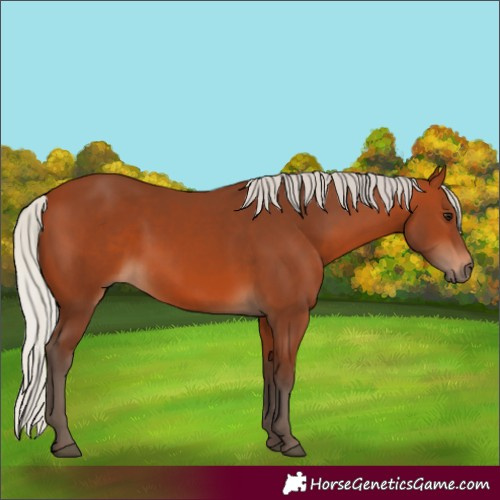 Horse Color:Silver Bay 