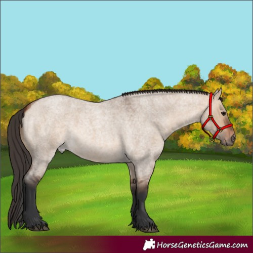 Horse Color:Bay Roan Dun 