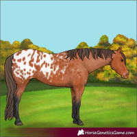 Horse Color:Bay Appaloosa 