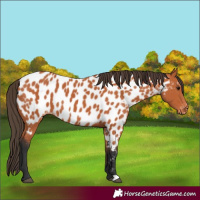Horse Color:Bay Near Leopard