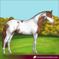 Horse Color:Chestnut Tobiano Frame