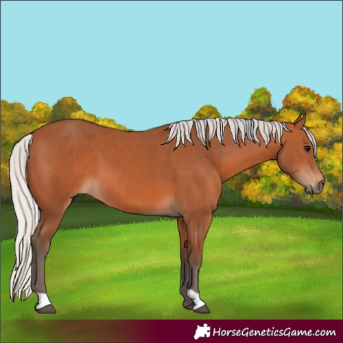 Horse Color:Silver Bay 