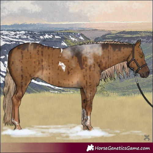 Horse Color:Pseudo Chocolate Palomino Dun Tobiano Rabicano Brindle 