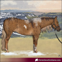 Horse Color:Pseudo Chocolate Palomino Dun Tobiano Rabicano Brindle