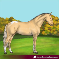 Horse Color:Palomino Dun Tobiano