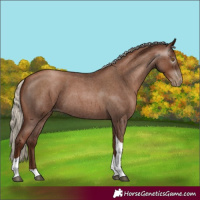 Horse Color:Gray Silver Blue Roan Pearl Tobiano 