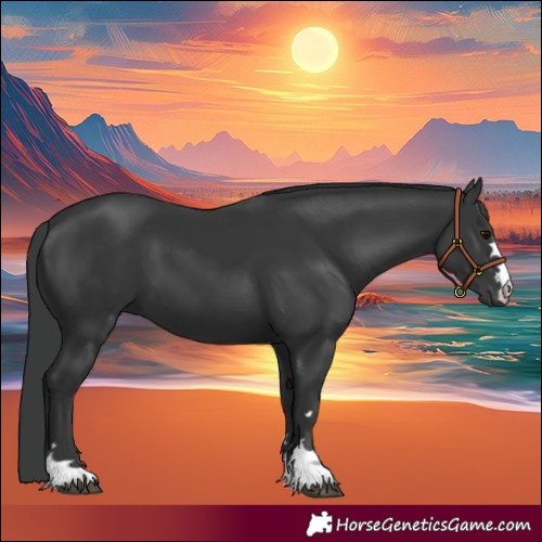 Horse Color:Black 