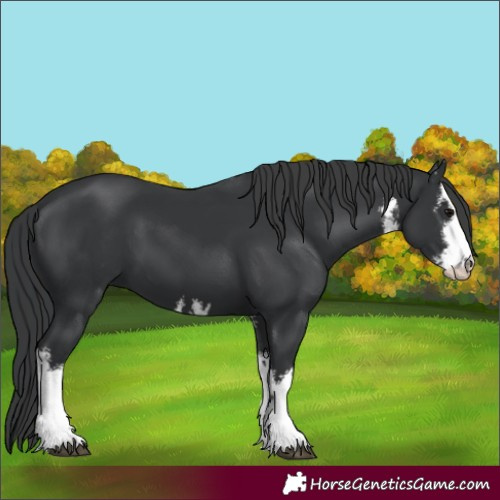 Horse Color:White Spotted Black 