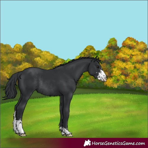 Horse Color:Black Sabino Varnish Rabicano 