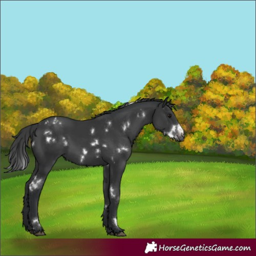 Horse Color:White Spotted Black Appaloosa 