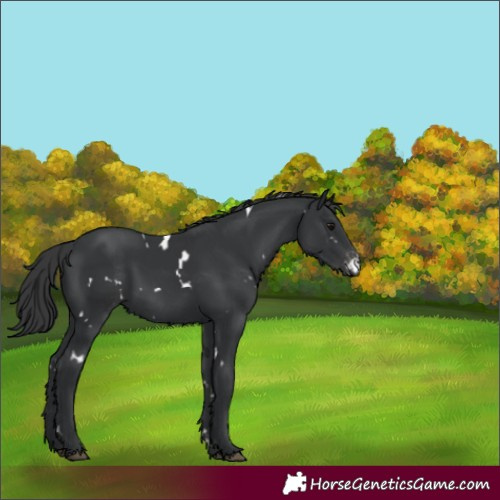 Horse Color:White Spotted Black Appaloosa 