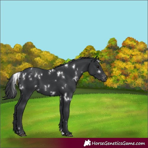 Horse Color:White Spotted Black Appaloosa 
