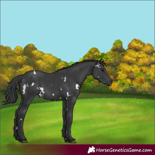 Horse Color:White Spotted Black Rabicano 