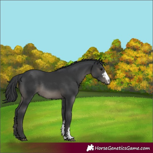 Horse Color:Black Sabino Appaloosa Rabicano 