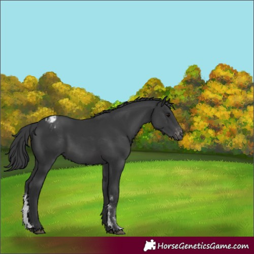 Horse Color:Black Sabino Appaloosa 
