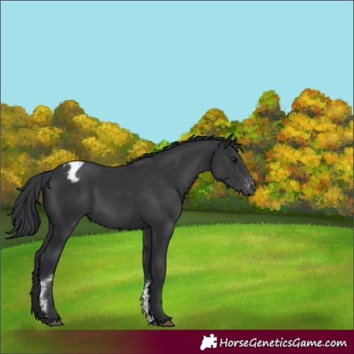 Horse Color:Black Sabino Appaloosa Rabicano 