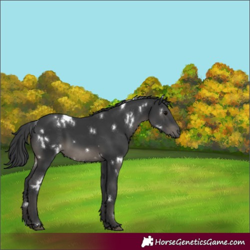 Horse Color:White Spotted Black 