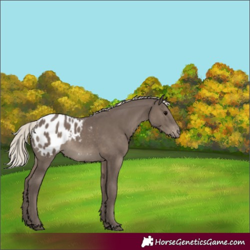 Horse Color:Silver Black Appaloosa Rabicano 