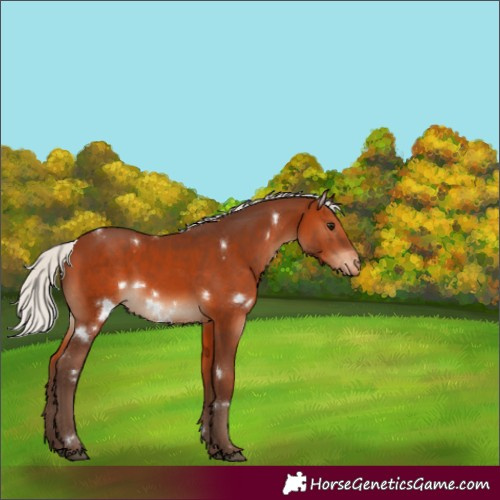 Horse Color:White Spotted Silver Brown Appaloosa Rabicano 