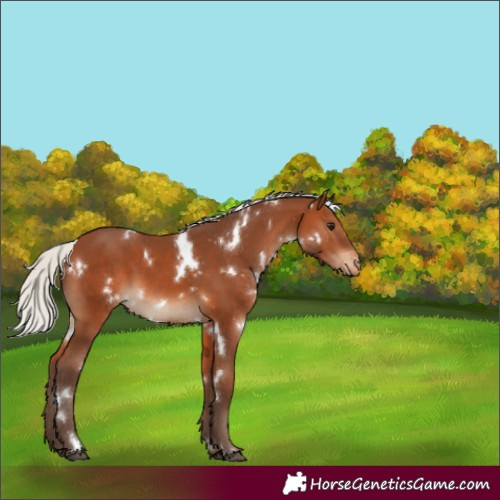 Horse Color:White Spotted Silver Brown Varnish 