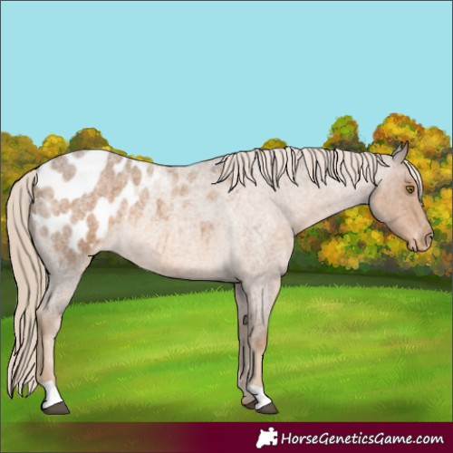 Horse Color:Chocolate Palomino Roan Blanket Rabicano