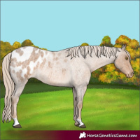 Horse Color:Chocolate Palomino Roan Appaloosa Rabicano 