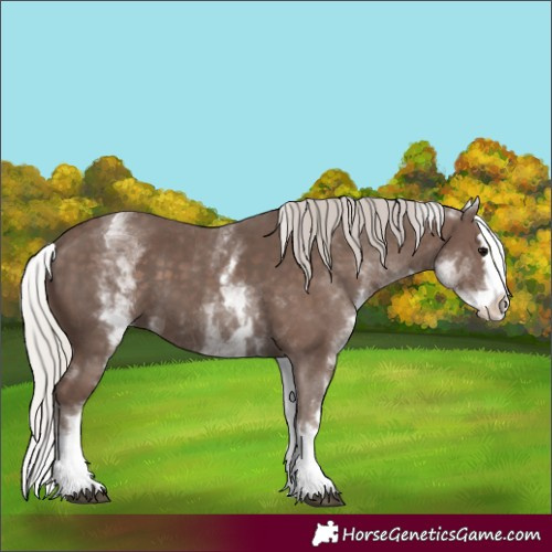 Horse Color:White Spotted Silver Black Splash 