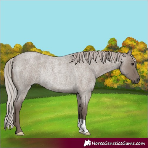 Horse Color:Silver Grullo Roan Rabicano