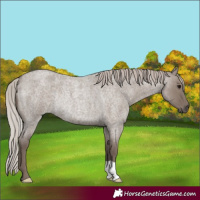 Horse Color:Silver Grullo Roan Rabicano 