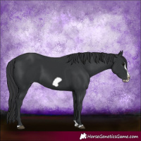 Horse Color:Black Splash Frame 