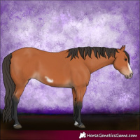 Horse Color:Bay Splash Frame 