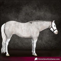 Horse Color:Silver Blue Roan Splash 
