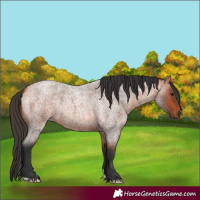Horse Color:Bay Roan 