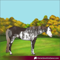 Horse Color:Liver Chestnut Sabino Splash Varnish  and Liver Chestnut Sabino Splash Varnish 