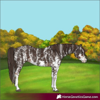 Horse Color:Liver Chestnut Sabino Splash Appaloosa  and Liver Chestnut Sabino Splash Appaloosa Rabicano 