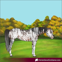 Horse Color:Brown Sabino Splash Appaloosa  and Brown Sabino Splash Frame Appaloosa 