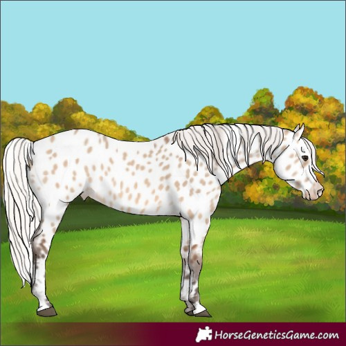 Horse Color:Silver Brown Dun Near Leopard
