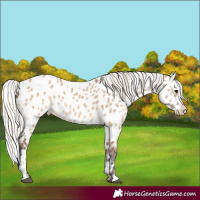 Horse Color:Silver Brown Dun Near Leopard 