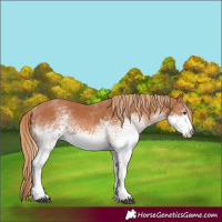 Horse Color:White Spotted Chestnut 