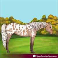 Horse Color:Silver Brown Dun Appaloosa 