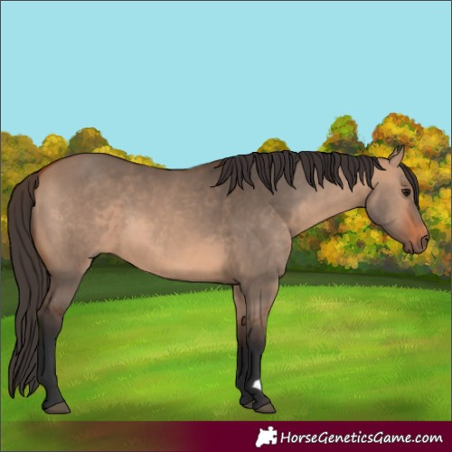 Horse Color:Bay Dun