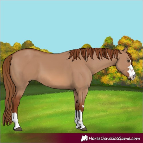 Horse Color:Red Dun 