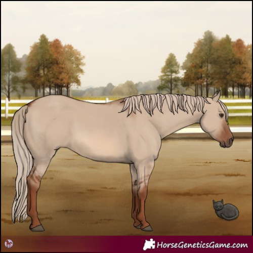 Horse Color:Red Dun