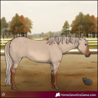Horse Color:Red Dun 
