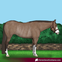 Horse Color:Liver Red Dun Rabicano 