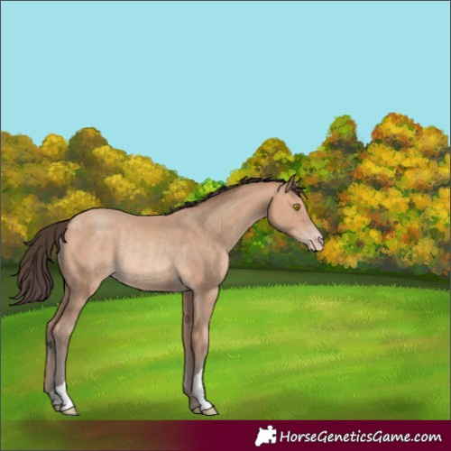 Horse Color:Unknown 